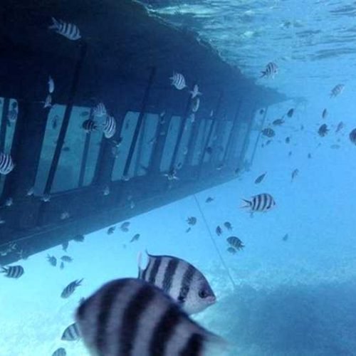 Sea-Scope-Hurghada-4