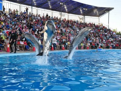 and-let-the-show-begin