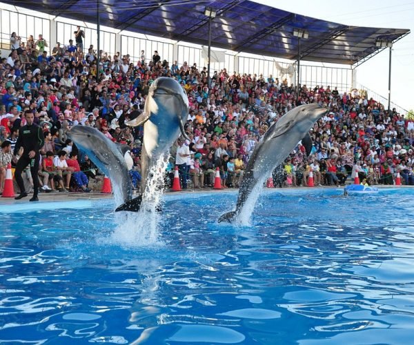 and-let-the-show-begin